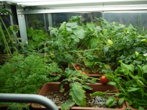 invernadero-camino-a-marte